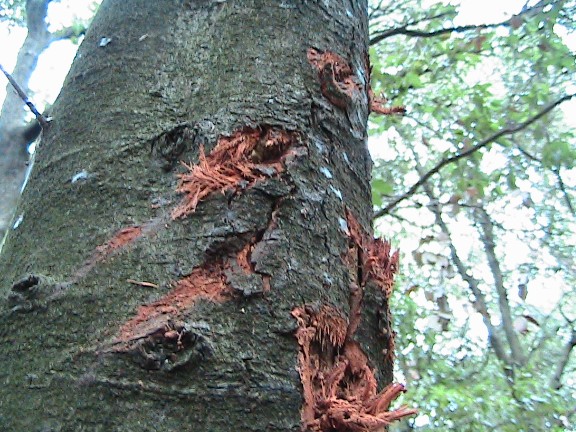 Inquietanti tracce in una villa...al centro di Roma!!!